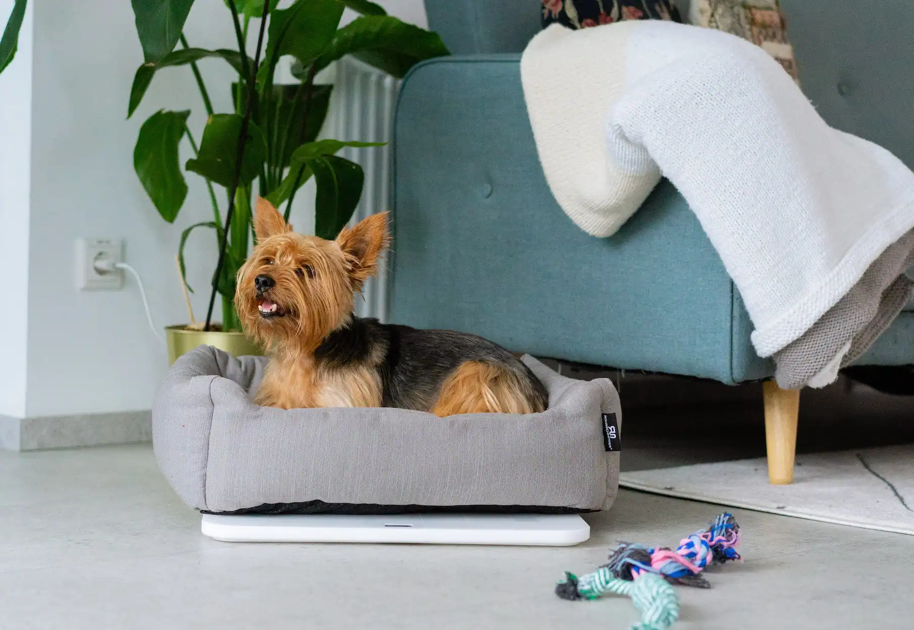 Feniska Base and dog bed